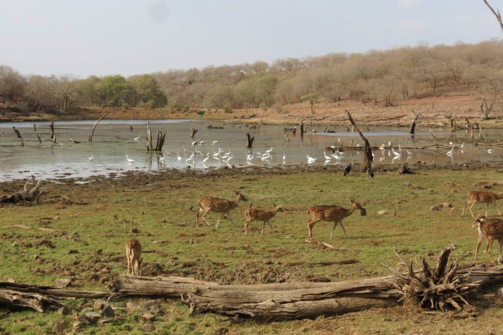 Malik Talao Ranthambore National Park