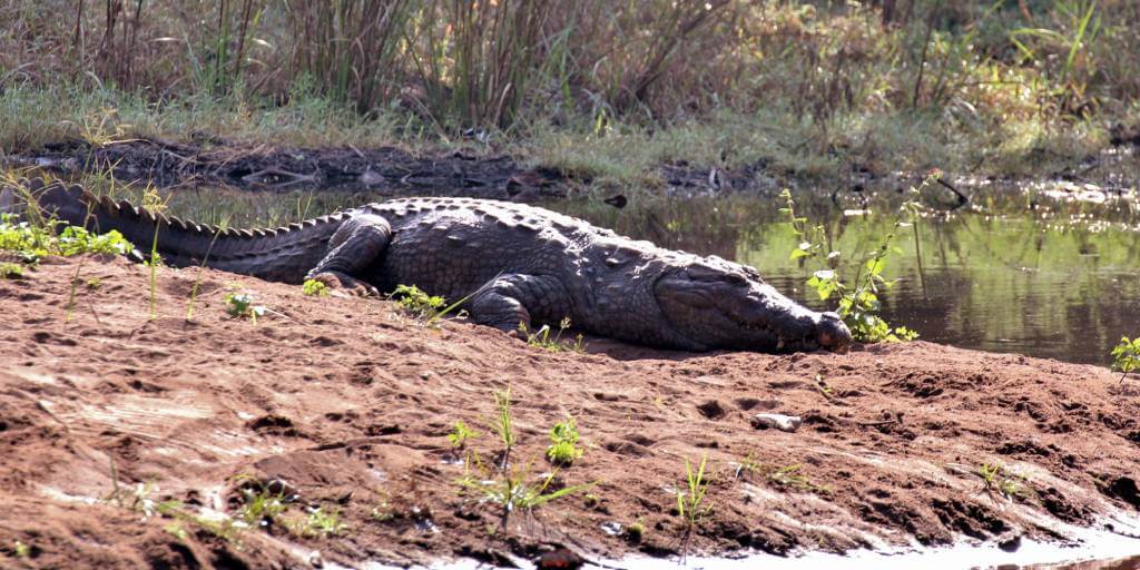 Ranthambore Crocodile