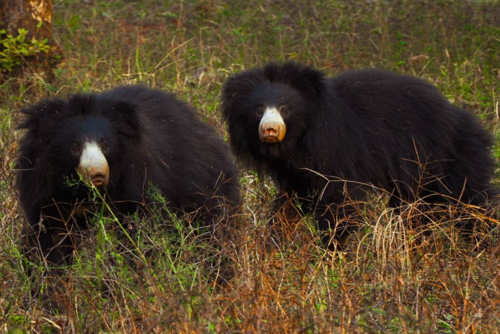 Sloth Bear Ranthambore