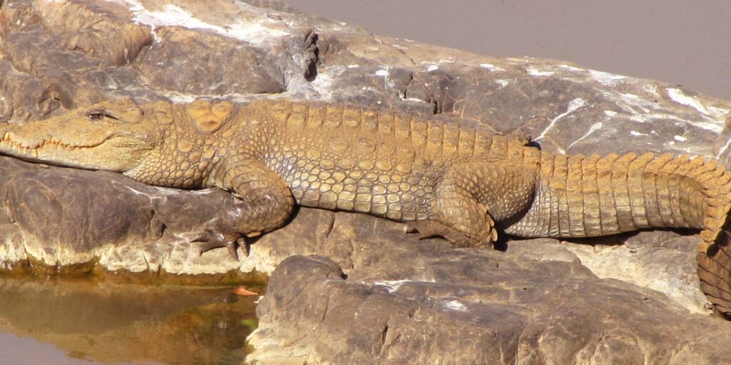 Crocodile in Ranthambore Tiger Reserve