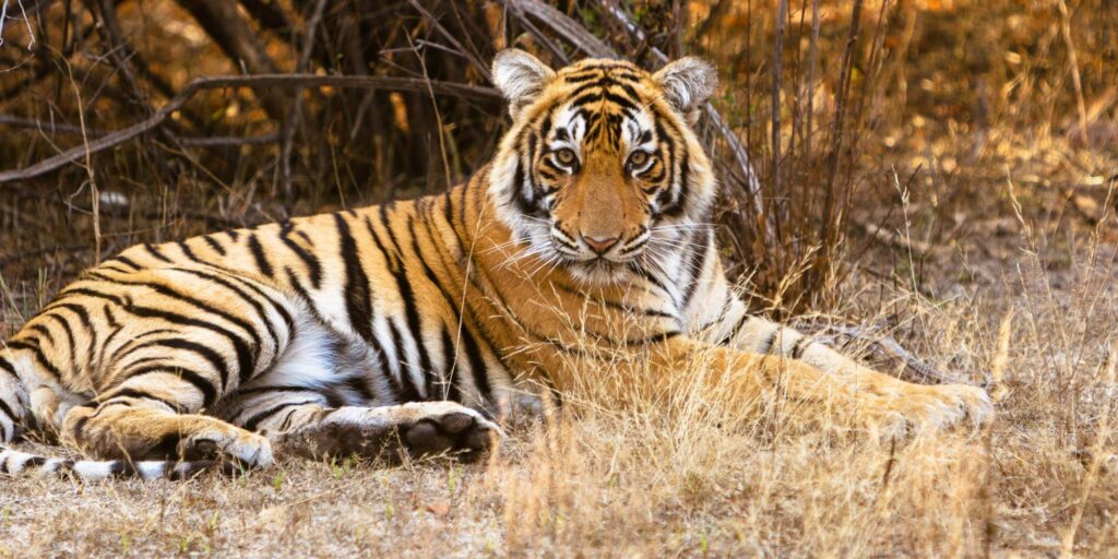 Ranthambore National Park Tiger