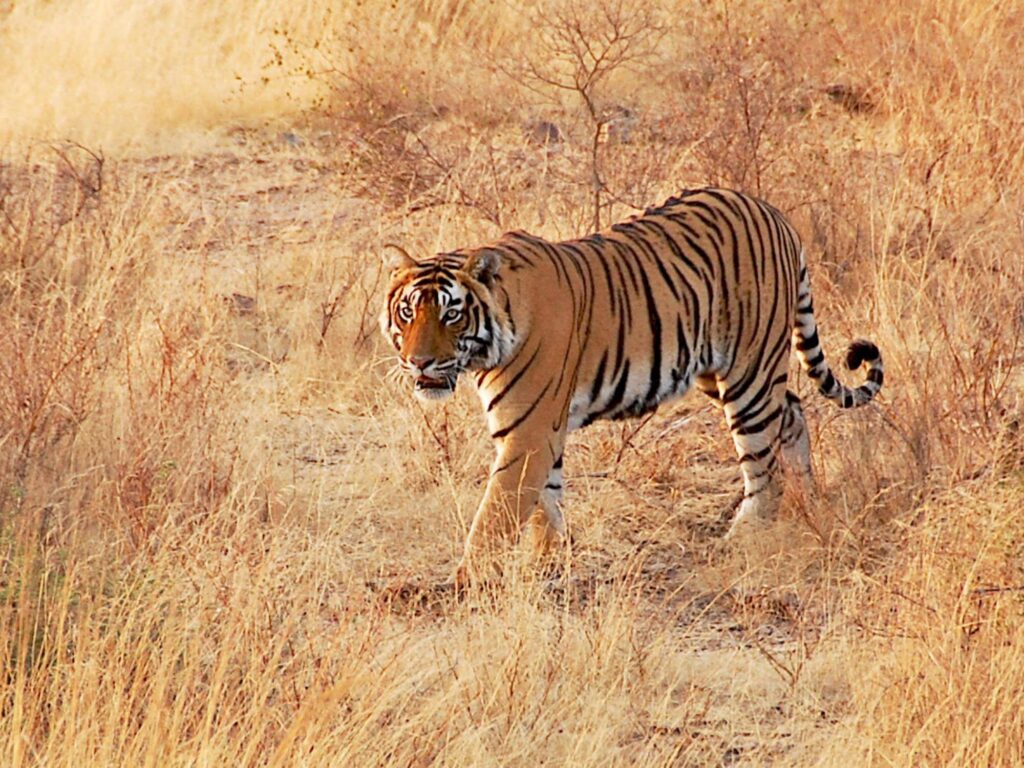 Ranthambore Tiger Safari