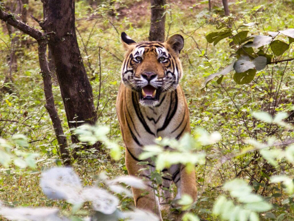 Ranthambore Tiger Tour