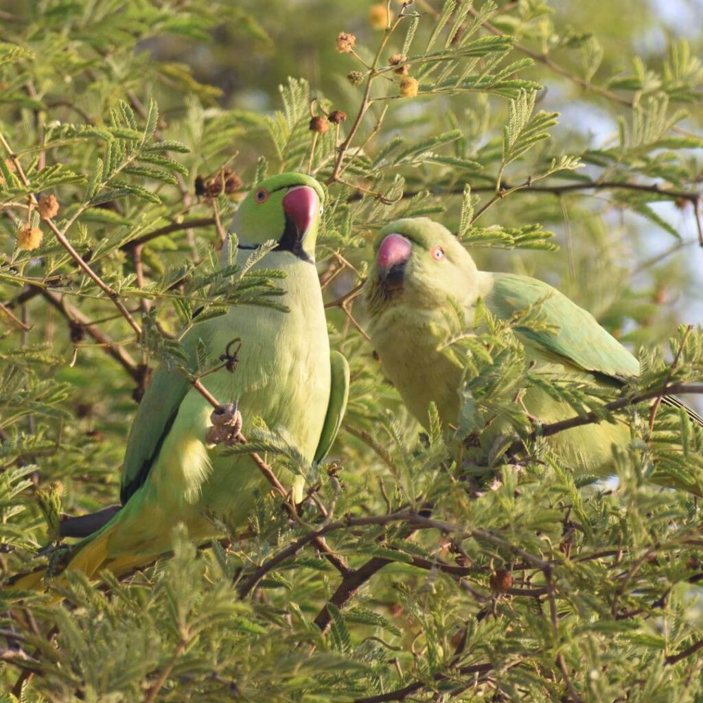 Bharatpur Tourism