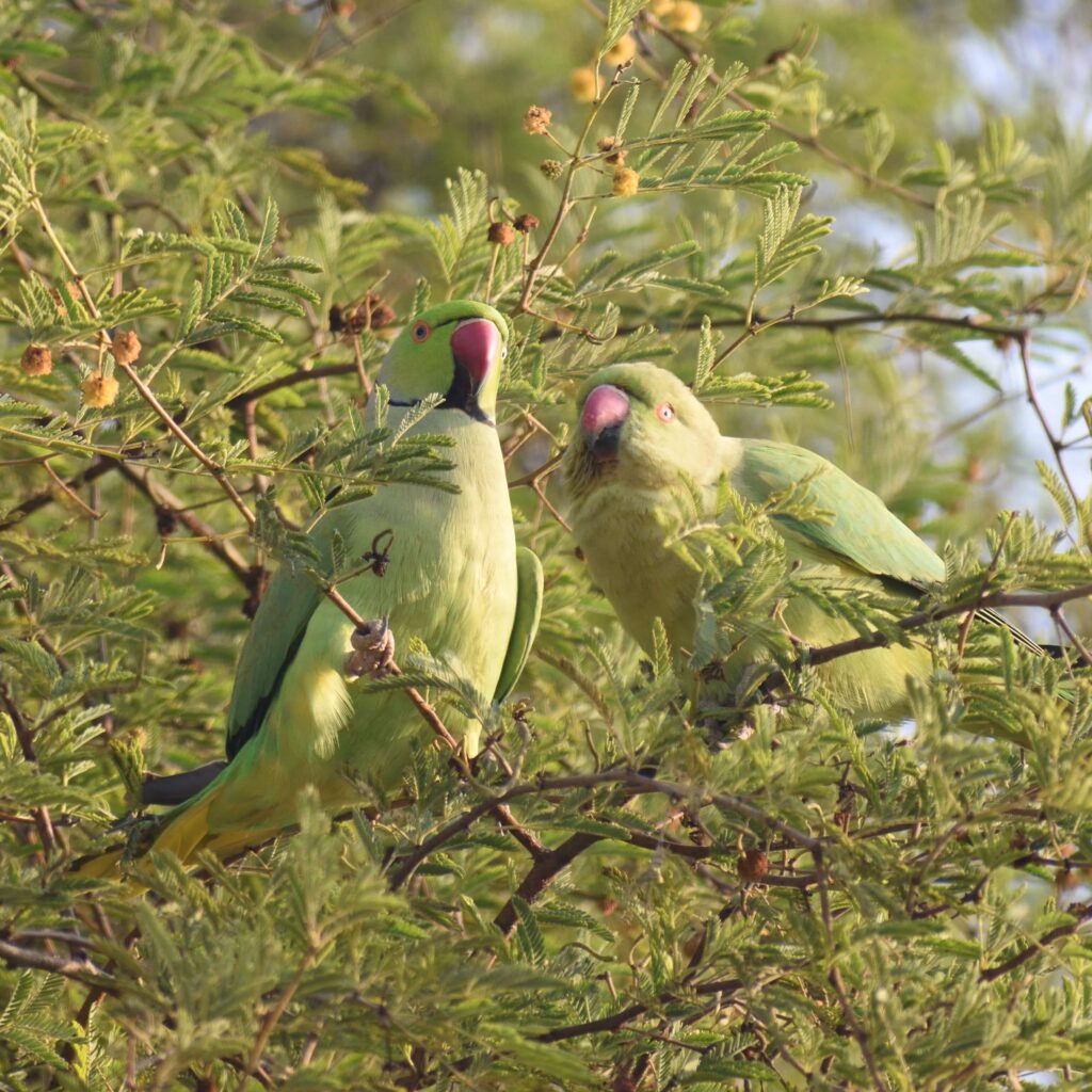 Bharatpur Tourism