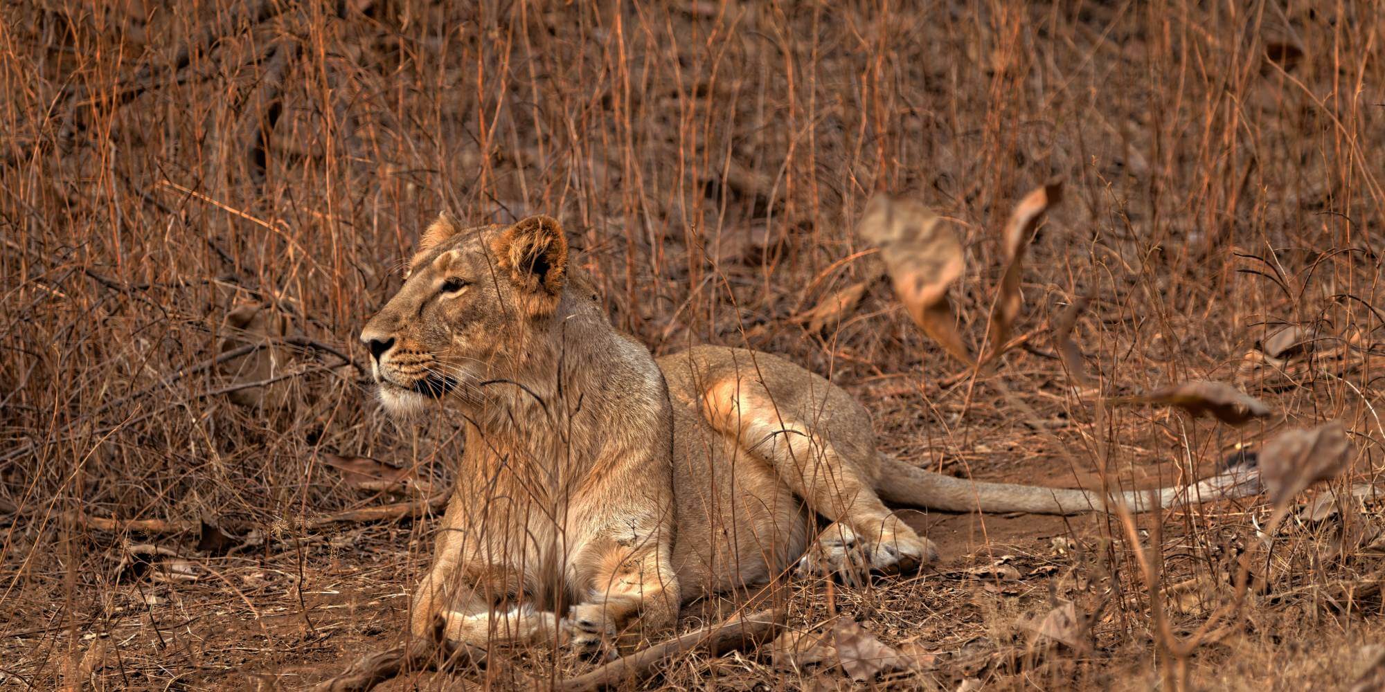 Gir National Park & Wildlife Sanctuary, Gujarat, India