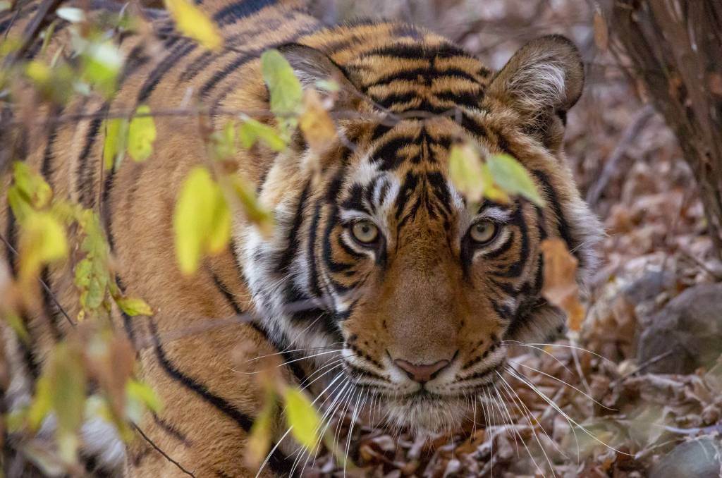 Jaipur Tour with Ranthambore National Park