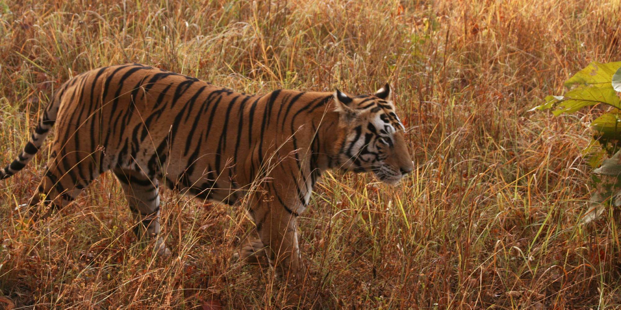 Kanha National Park & Tiger Reserve, Madhya Pradesh, India