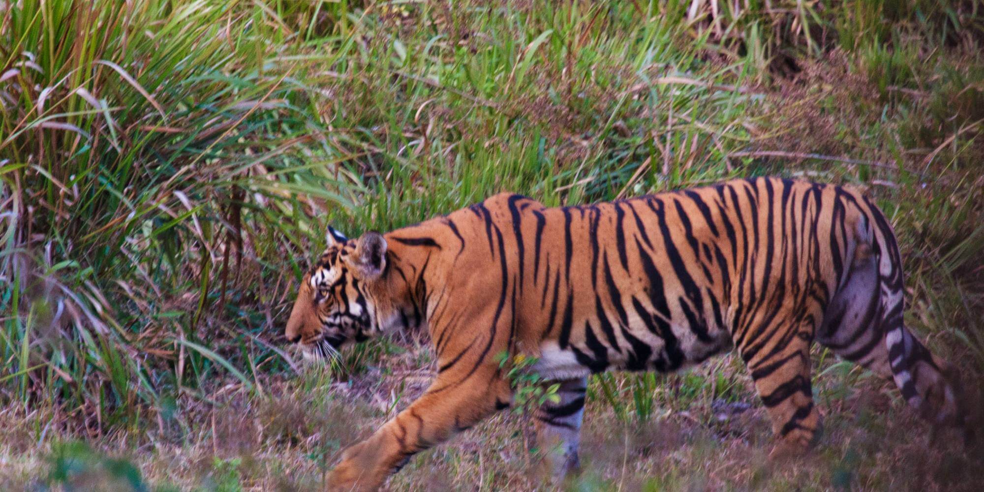 Nagarhole National Park & Tiger Reserve, Karnataka, India