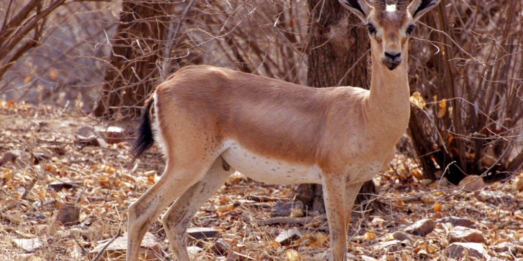 Ranthambore National Park Chinkara