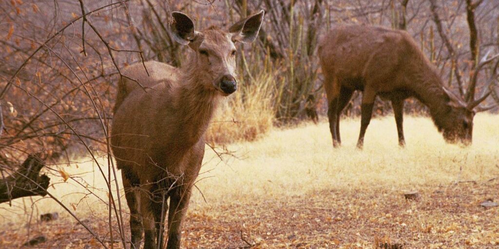 Ranthambore Sambar Deer Wildlife