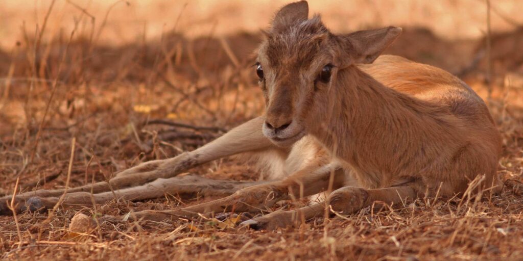 Ranthambore Wildlife Animal- Chinkara