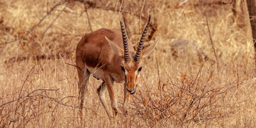 Ranthambore Wildlife Chinkara