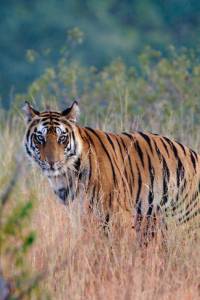 Royal Bengal Tiger Bandhavgarh National Park