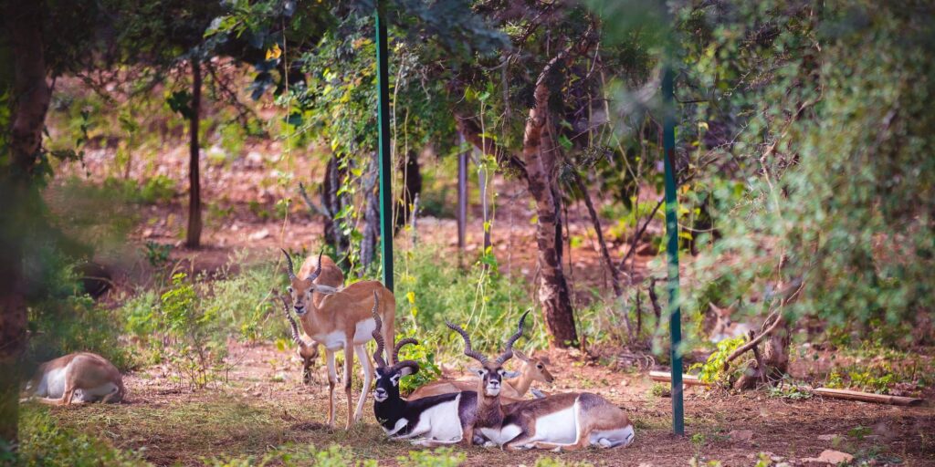 Sajjangarh Biological Park Banner