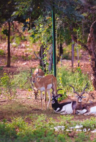 Sajjangarh Biological Park Thumb