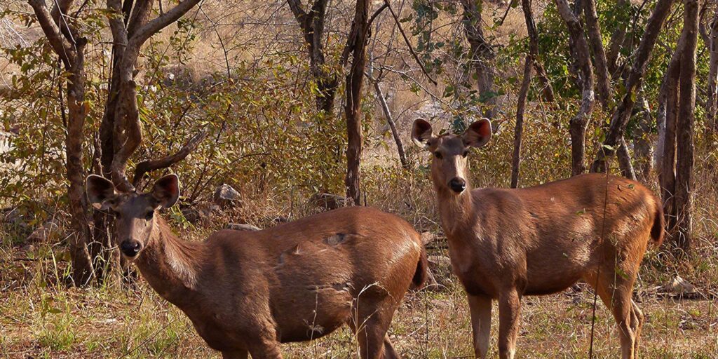 Sambar Deer Ranthambore