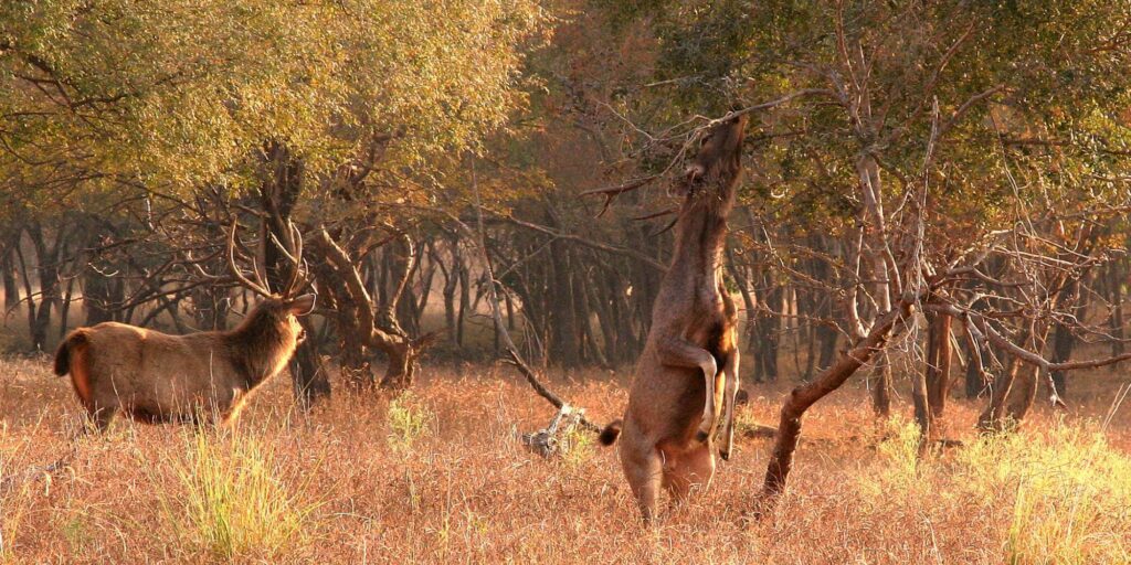 Sambar Deer in Ranthambore