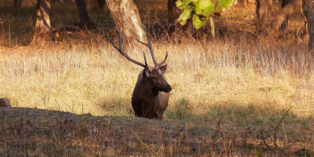 Sambar Deer in Ranthambore National Park