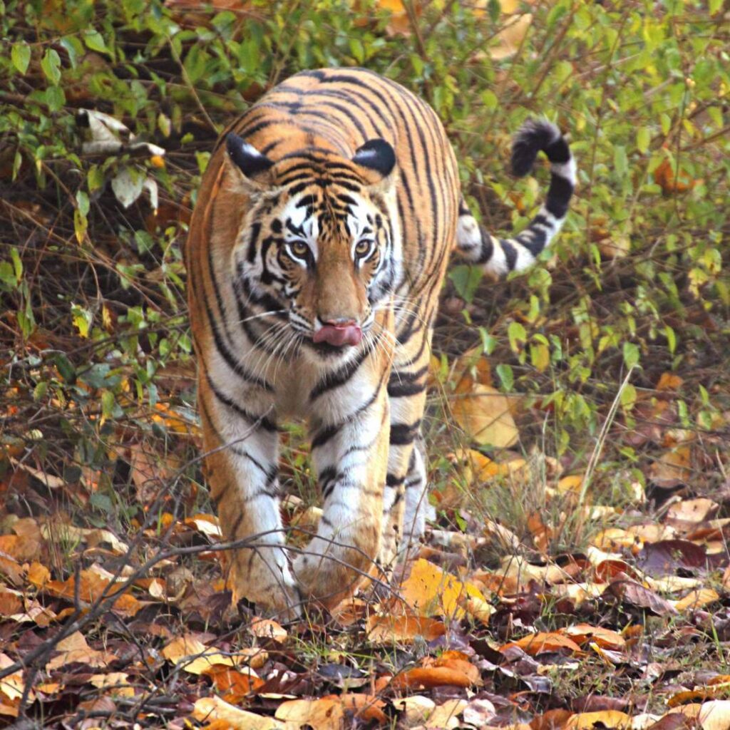 Bandhavgarh National Park Thumb