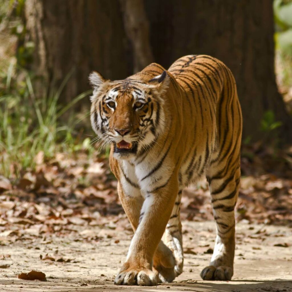 Corbett National Park Thumb