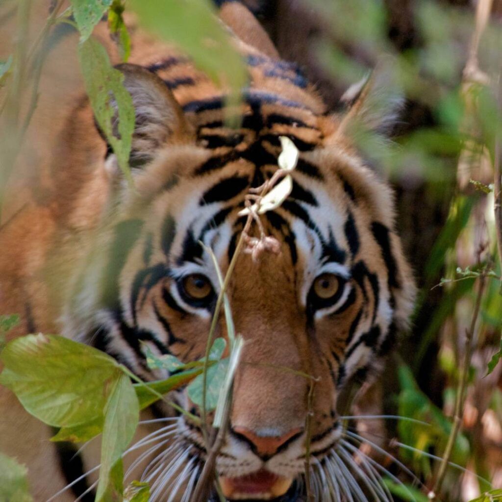 Kanha National Park Thumb