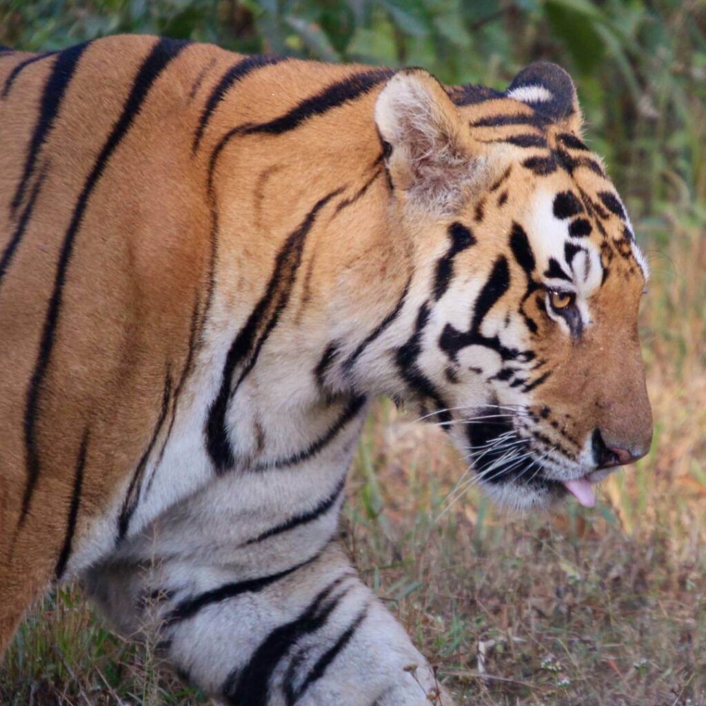 Pench National Park Thumb