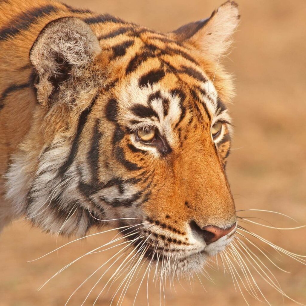 Ranthambore Tiger