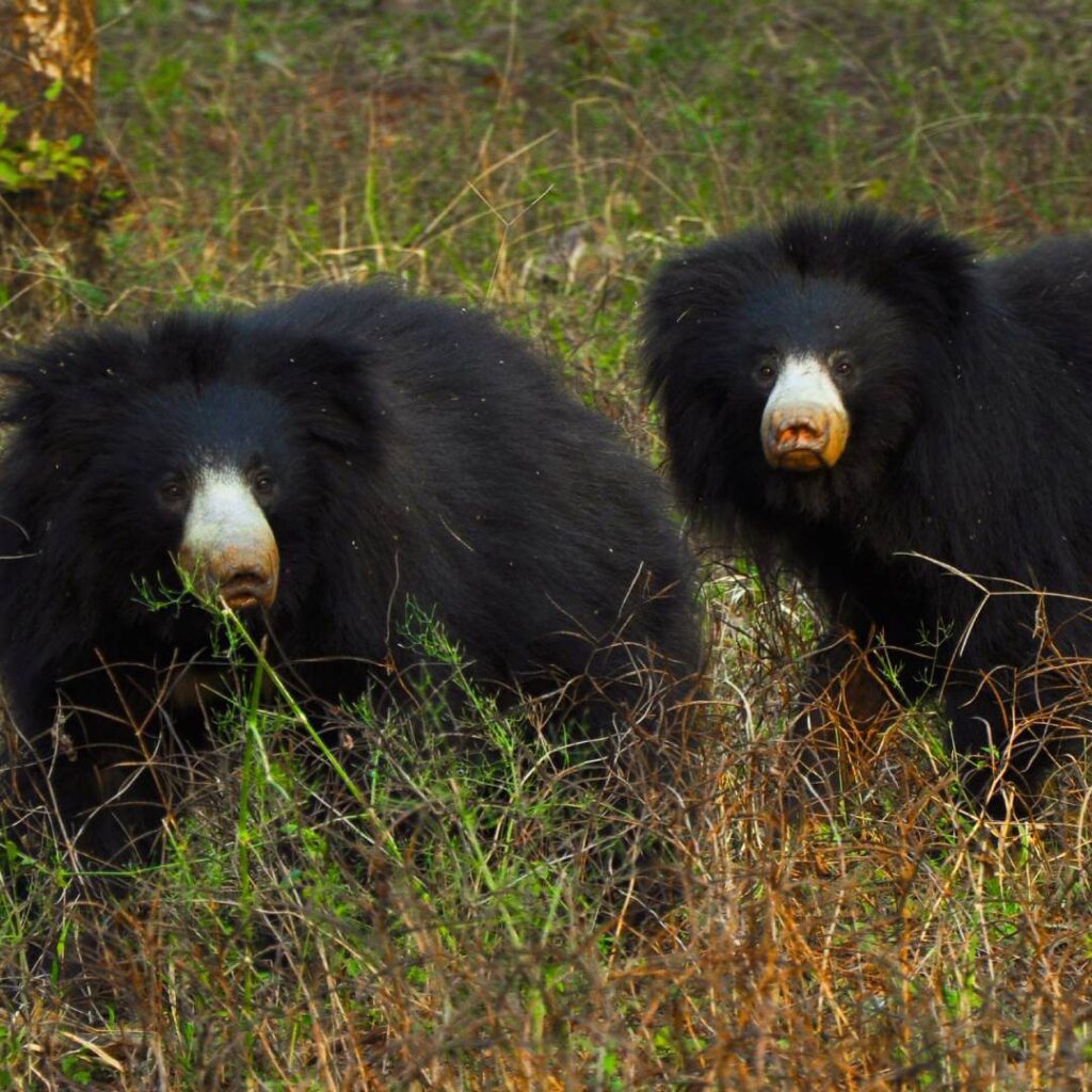 Sloth Bear Ranthambore