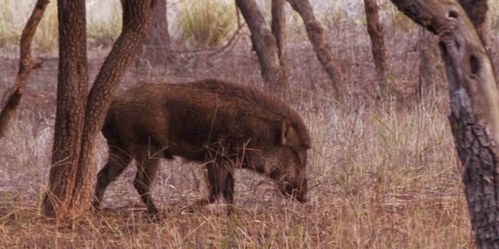 Wild Boar in Ranthambore