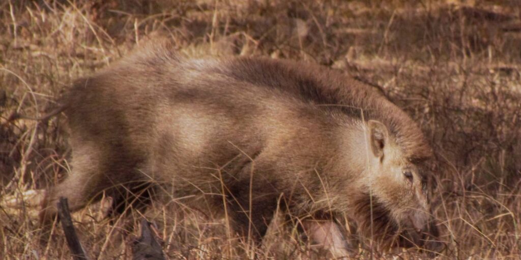 Wild Boar in Ranthambore National Park