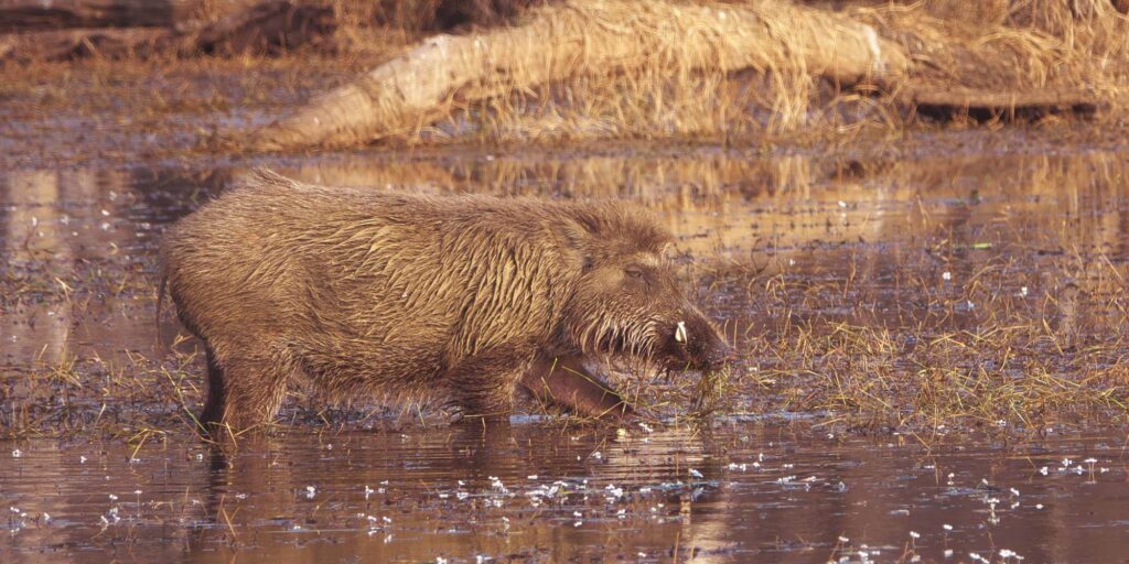 Wild Boar in Ranthambore National Park Rajasthan