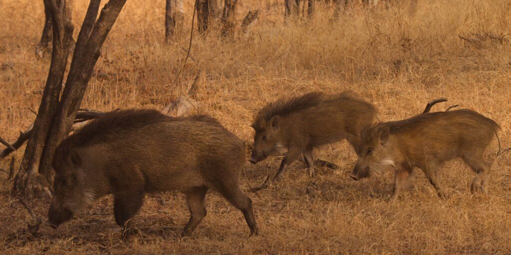 Wild Boar in Ranthambore Tiger Reserve