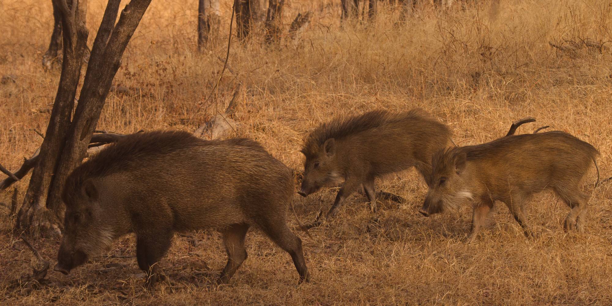 Wild Boar Animal | Facts, Information, & Habitat