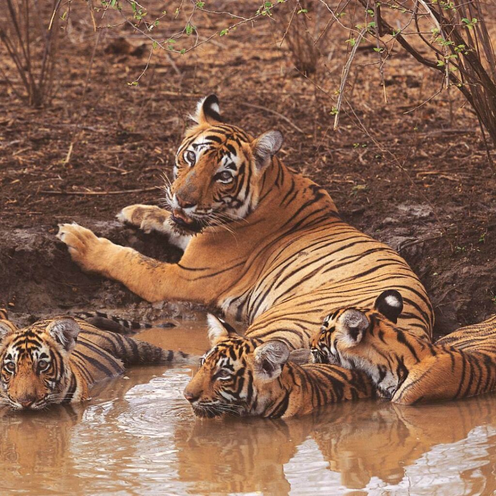 Sariska National Park Thumb