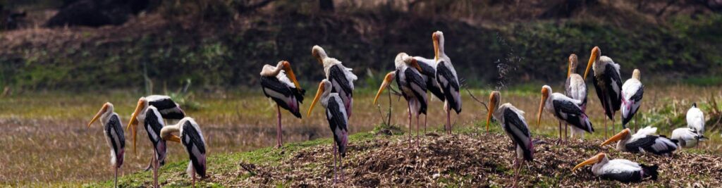 Bharatpur Bird Sanctuary Banner