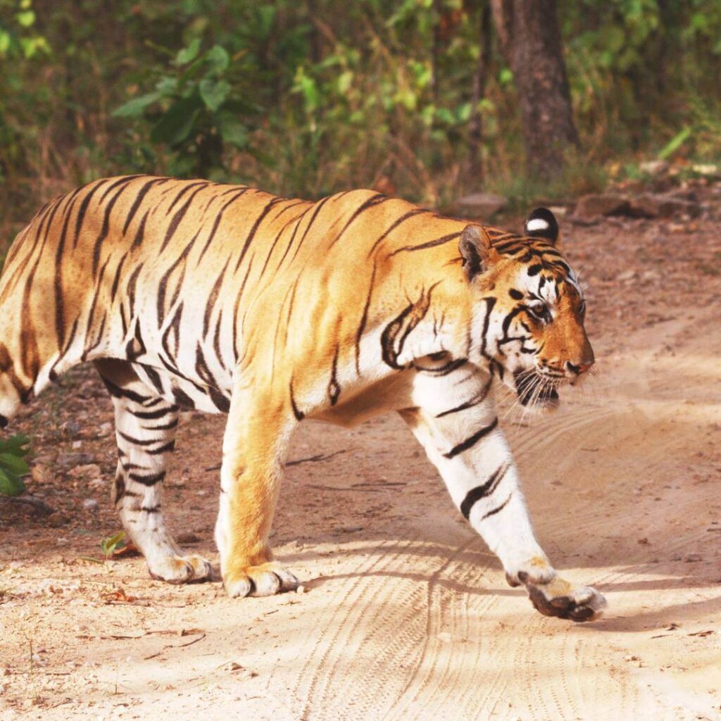 Central India Tiger Tour