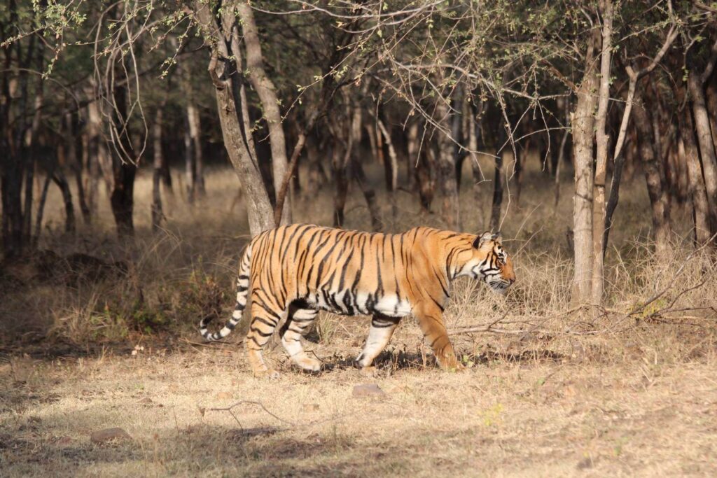 Ranthambore National Park