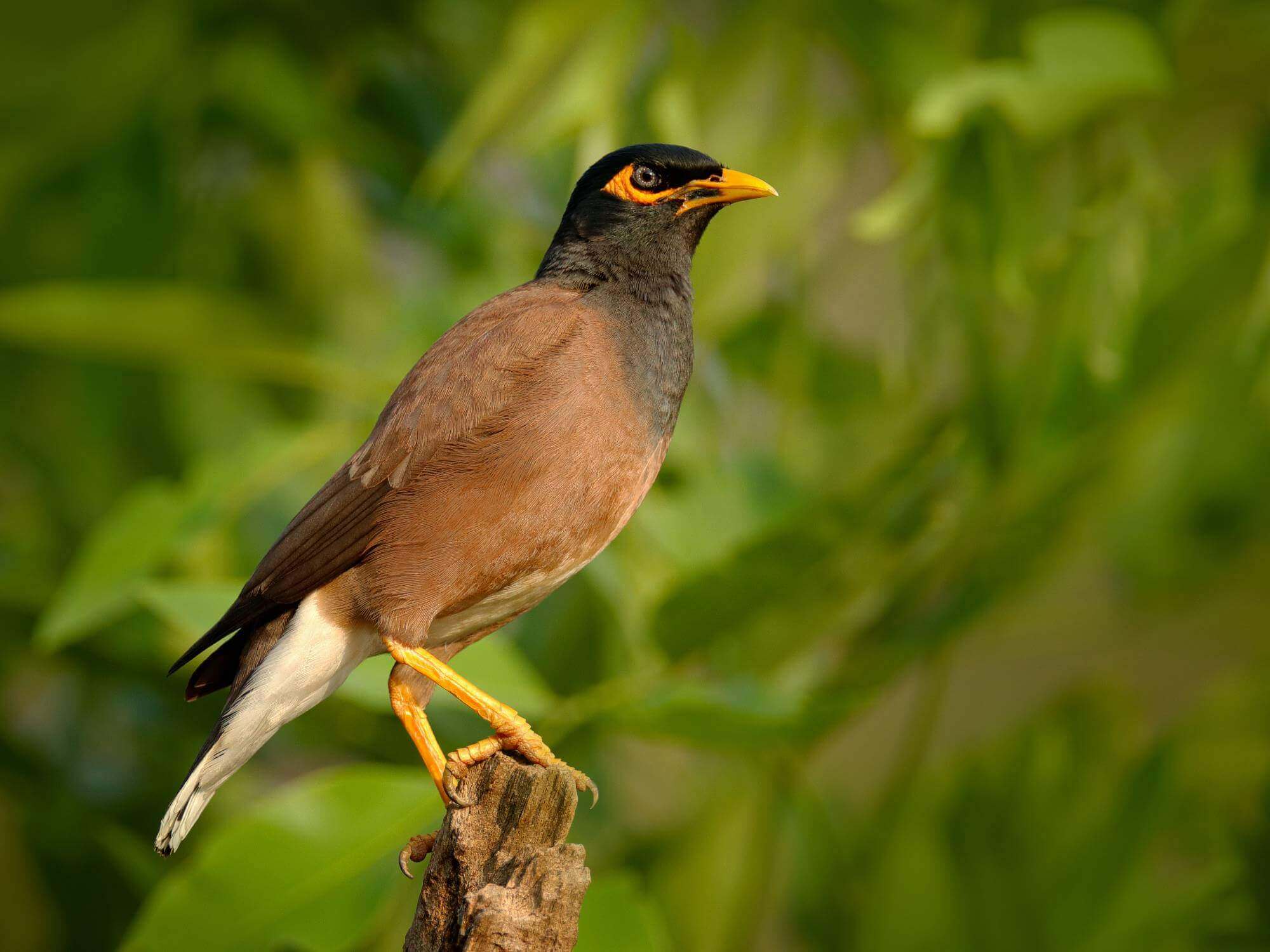 Bharatpur Bird Sanctuary