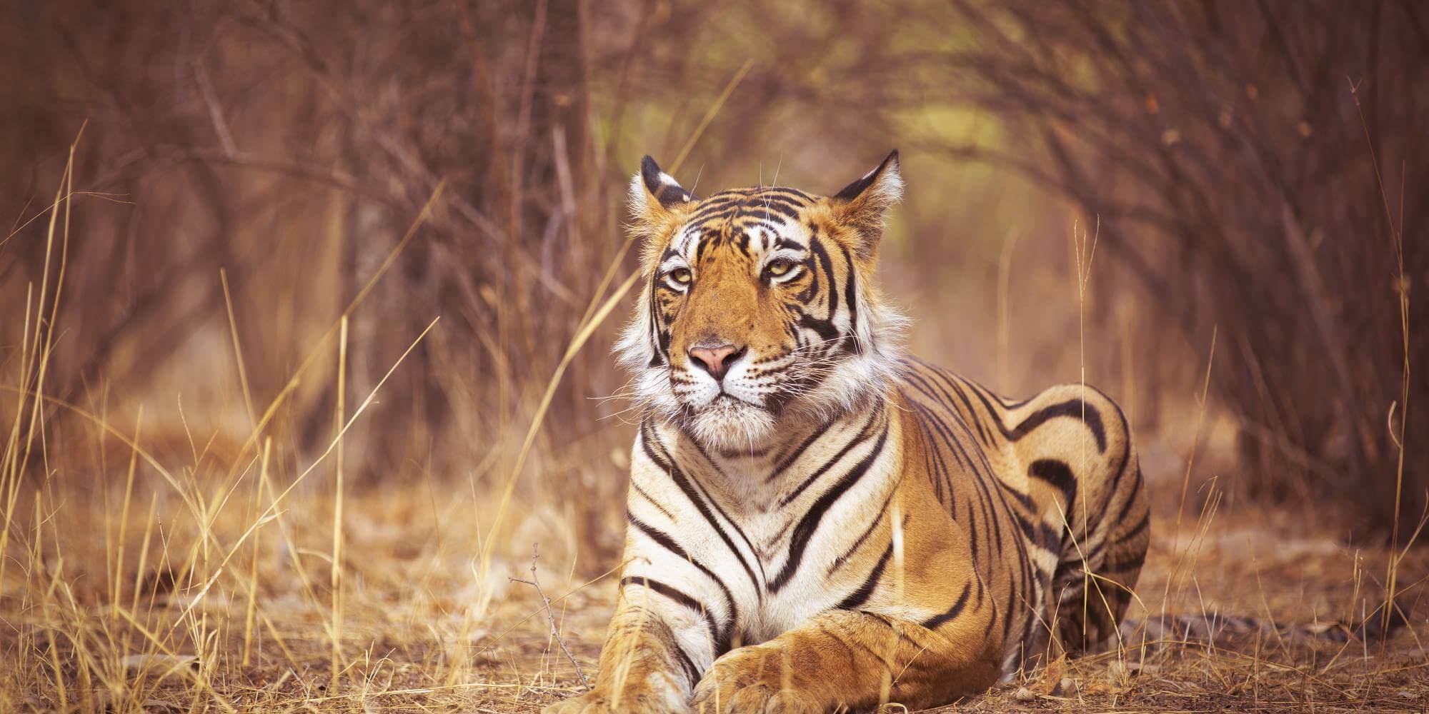 Ranthambore Wildlife – Animals in Ranthambore National Park