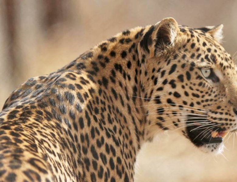 Leopard Wildlife Ranthambore