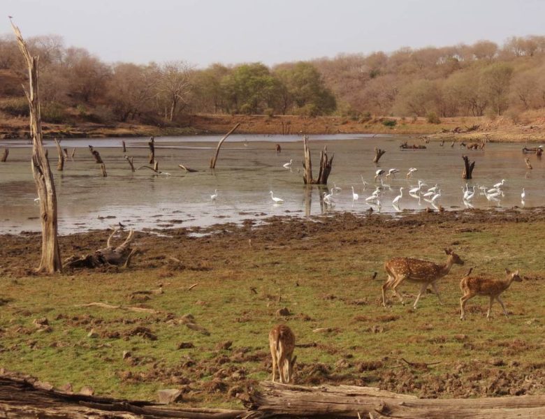 Malik-Talao-Ranthambore.jpg