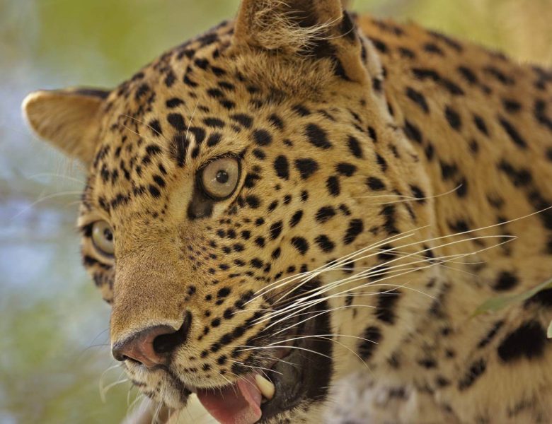 Ranthambore National Park Banner