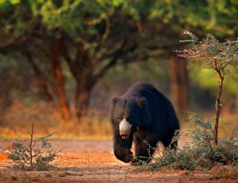 Ranthambore National Park Banner