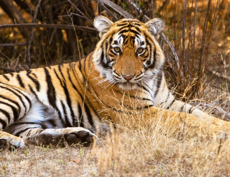 Ranthambore National Park Tiger