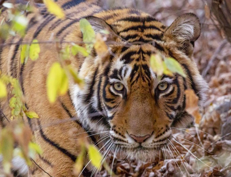 Ranthambore Tiger