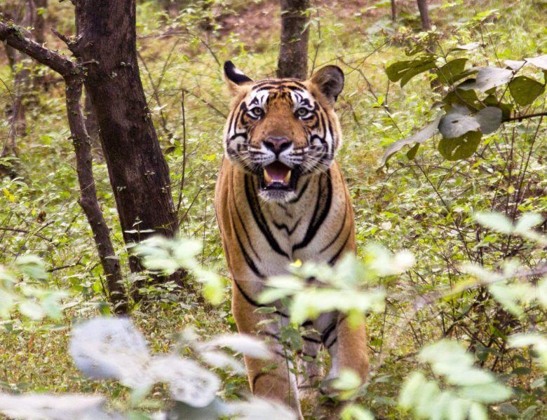 Ranthambore Tiger Tour