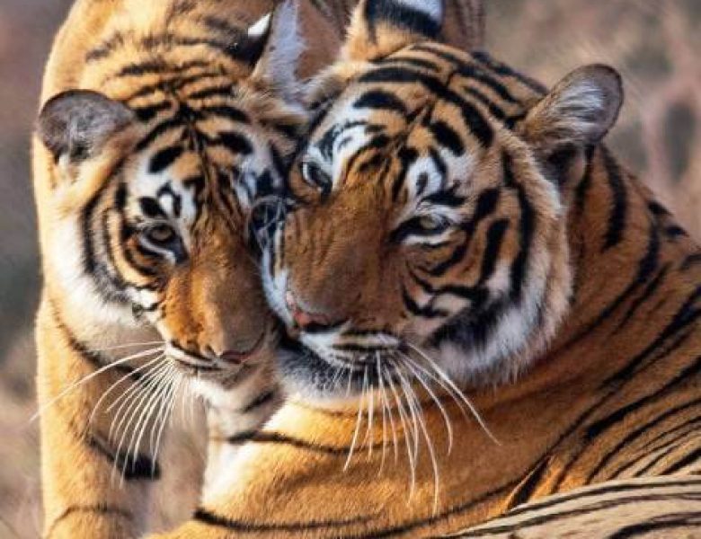 Ranthambore Visitors Experience